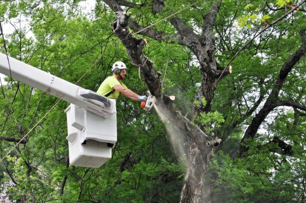 Santa Rosa Tree Trimming