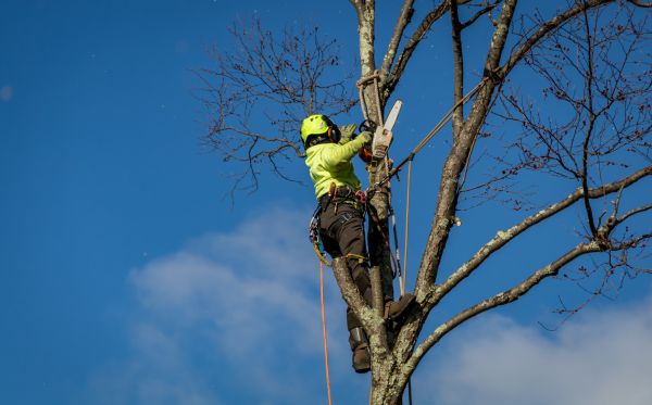 Santa Rosa Tree Removal